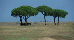 parasolden-in-toscane
