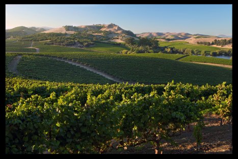 PD2013_CarnerosWebsiteImage-2