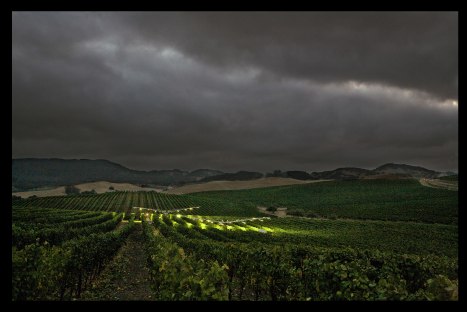 PD2013_CarnerosWebsiteImage-3