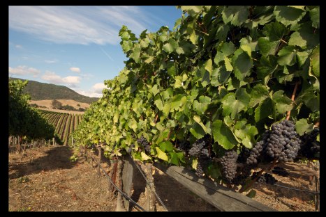 PD2013_CarnerosWebsiteImage-4