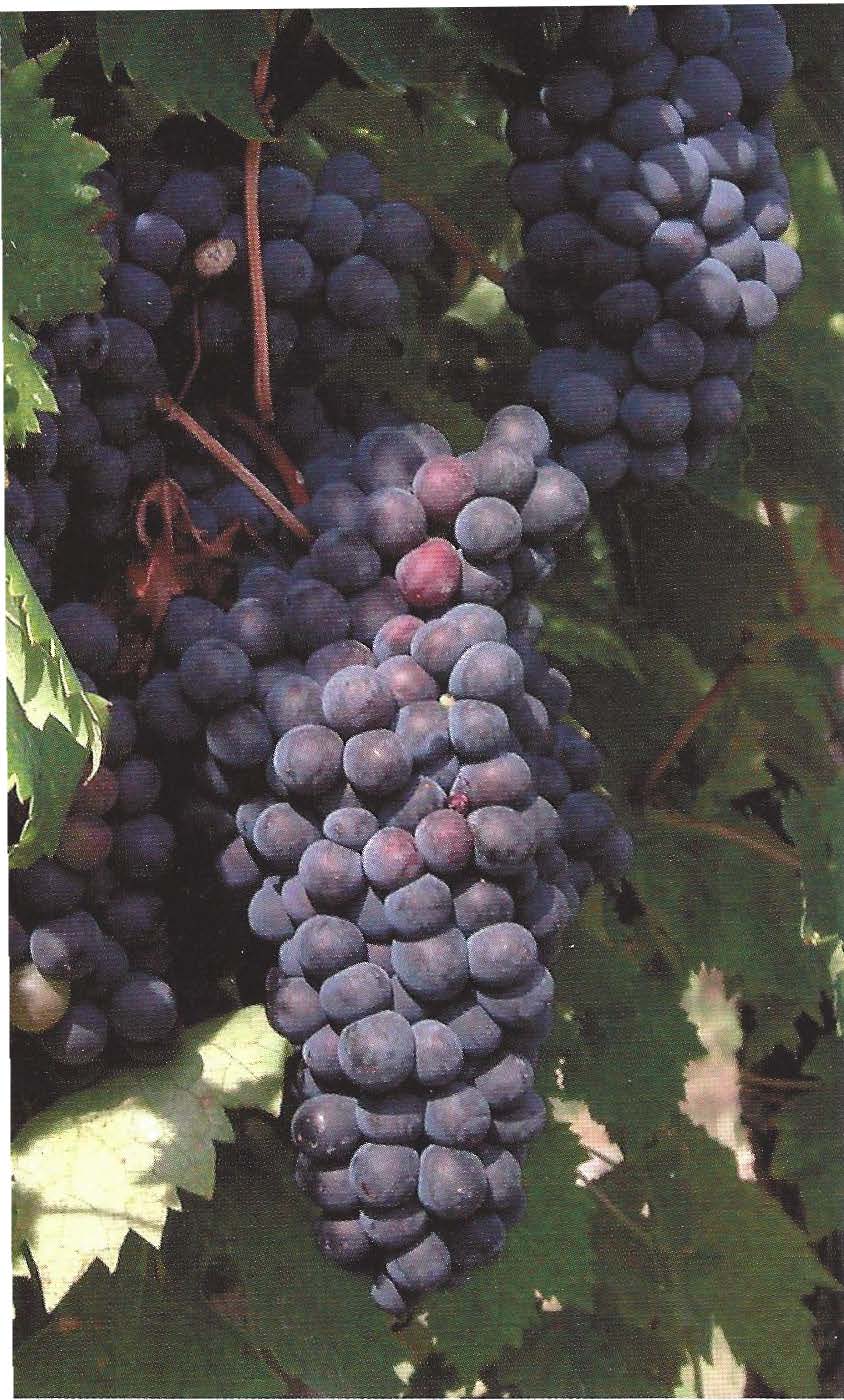 Brunell di Montalcino